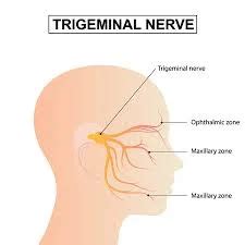 Trigeminal Nerve The Fifth Cranial Nerve CN V