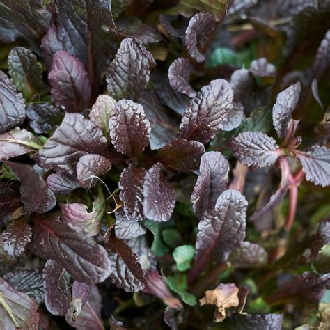 Ajuga Reptans Atropurpurea Kruipend Zenegroen Vaste Tuinplanten