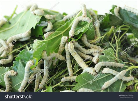 Silkworm Chrysalis Images Stock Photos Vectors Shutterstock