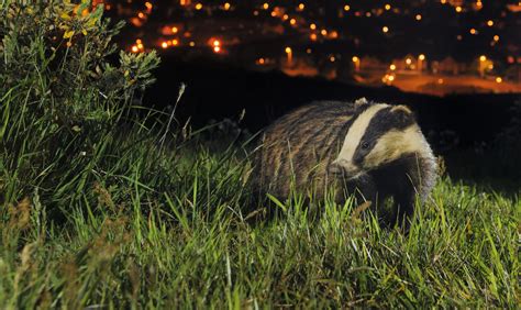 Badger Appeal Sheffield And Rotherham Wildlife Trust