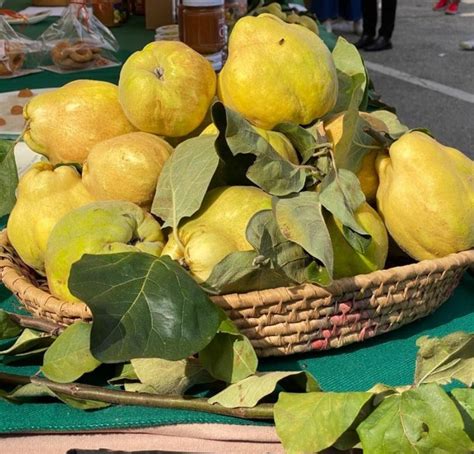 REALIZARÁN FESTIVAL INTERNACIONAL DEL MEMBRILLO EN IXTLAHUACÁN