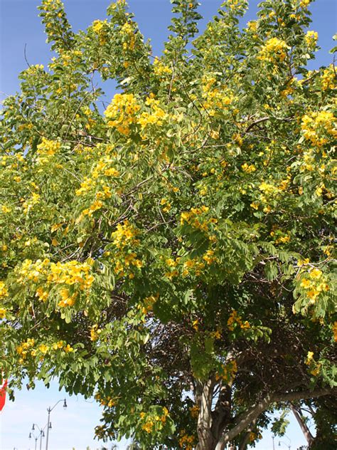 Glossy Leaf Sunshine Tree Senna Surattensis Real Tropicals