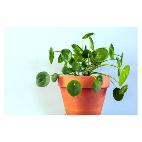 Pack Of Money Plants Live To Inc In Height Pilea Peperomioides