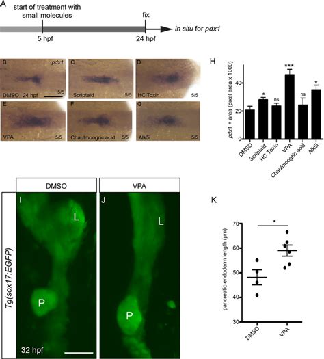 The HDAC Inhibitor VPA Increases Pancreatic Endoderm At The Expense Of