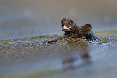 An Olive Ridley Sea Turtle Waving Goodby Before He S Swept Out To Sea