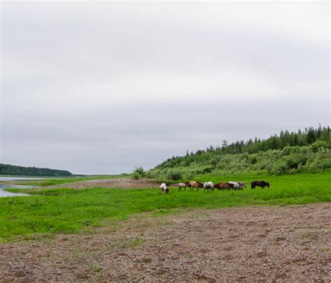 Yakut Stock Photos Pictures And Royalty Free Images Istock