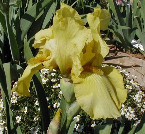 Tall Bearded Iris Iris Pride Of Ireland In The Irises Database