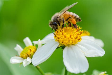12 High Pollen Flowers Bees Will Love Mygardenlife