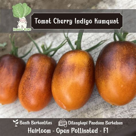 Jual 10 Biji Benih Tomat Cherry Indigo Kumquat Tipe Indeterminate