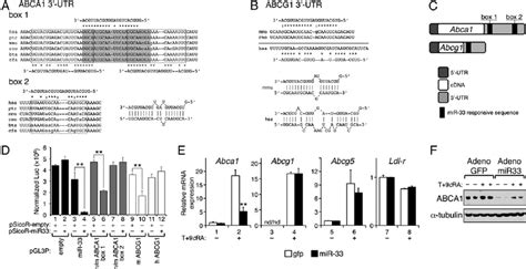 The Expression Of Human And Mouse ABCA1 And Of Mouse ABCG1 Are