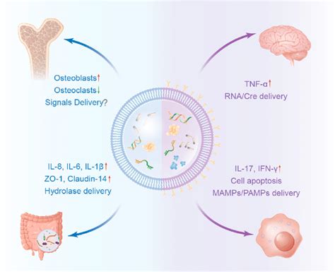 The Application Of Bacterial Extracellular Vesicles In Drug Delivery