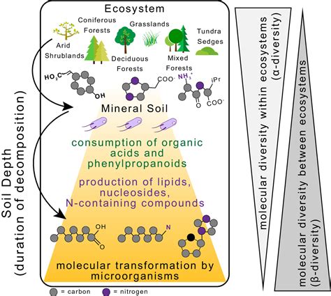 Decomposition decreases molecular diversity and ecosystem similarity of ...