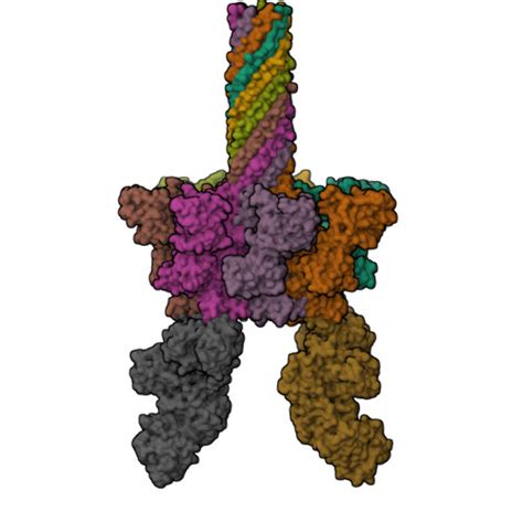 Rcsb Pdb 6uze Anthrax Toxin Protective Antigen Channels Bound To