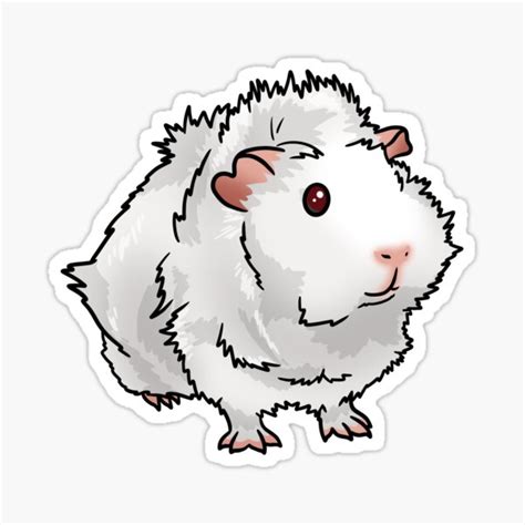 Albino Abyssinian Guinea Pig Sticker For Sale By Katsguineapigs