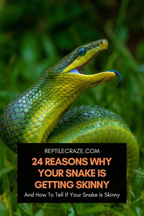 Reasons Why Your Snake S Mouth Is Open Reptile Craze