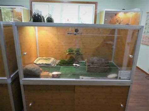 Nature Center Reptile Room One Of 3 Eastern Box Turtle Exhibits