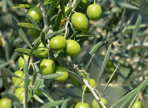 La Raccolta Delle Olive E L Attrezzatura Necessaria Agricentro Ariccia