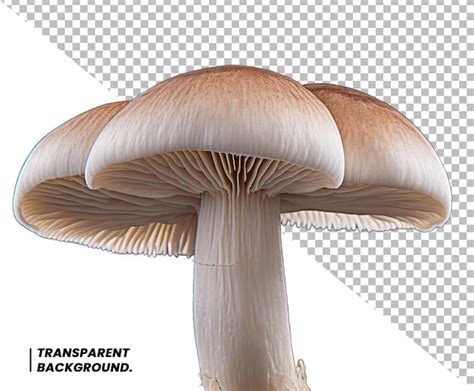 Premium PSD Psd Mushrooms Isolated