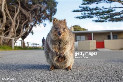 29 Quokka Baby Stock Photos, High-Res Pictures, and Images - Getty Images