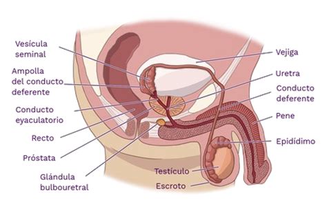 Sistema Reproductor Masculino Biologia General Studocu