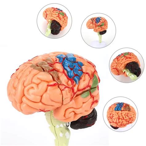 4D Disassembled Anatomical brain Model of human School Educational ...