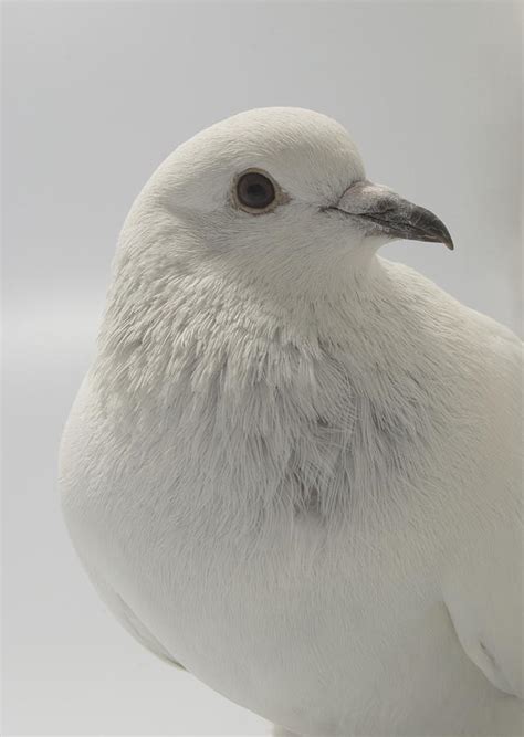 Ice Pigeon Photograph by Nathan Abbott - Fine Art America