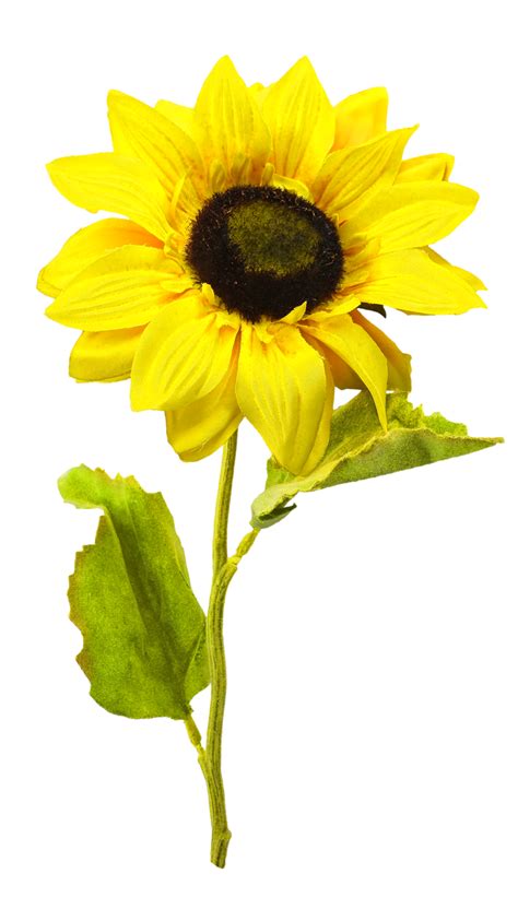 Sunflower Png Images Free Download