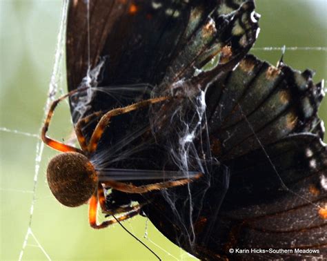 Southern Meadows: Orb Weaver Spiders