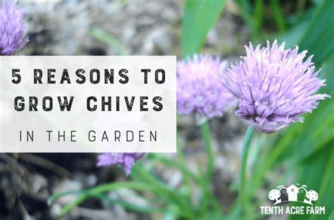 How To Grow Chives From Seed Gardener S Path