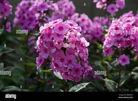 Phlox Paniculata Eva Cullum Stock Photo Alamy