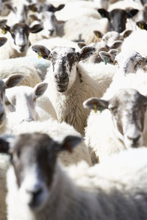 Flock Of Sheep Stock Photo Image Of Flock Outdoors Farm 9387884