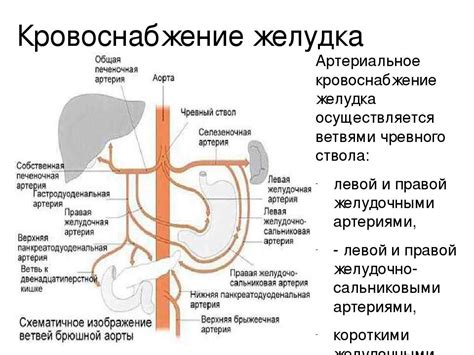 Желудок и поджелудочная железа расположение фото