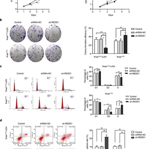 REDD1 Knockdown Inhibits The Progression Of Kras G12D LOH PDAC