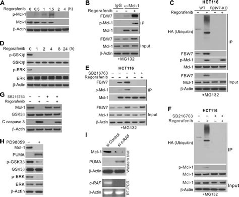 Gsk3b Dependent Mcl 1 Phosphorylation Mediates Its Interaction With