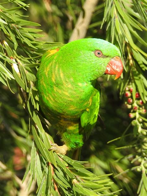 Scaly Breasted Lorikeet Trichoglossus Chlorolepidotus