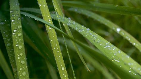 Free Images Water Nature Drop Dew Abstract Lawn Meadow Leaf