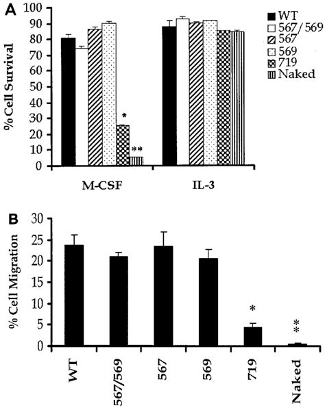 Restoration Of The Src Kinase Binding Sites In The Naked C Kit Receptor