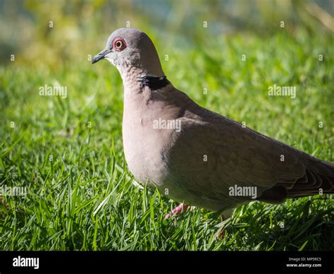 Mourning Dove Hi Res Stock Photography And Images Alamy