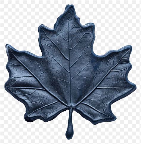 PNG Leaf maple plant tree. | Free PNG - rawpixel