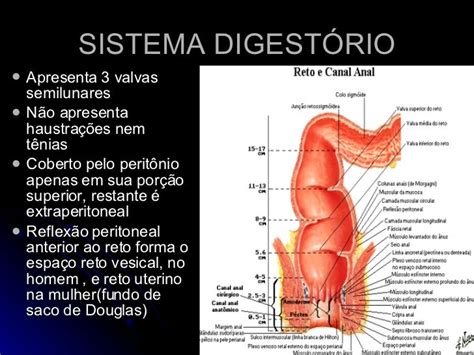 Sistema Digestório