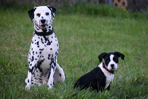 Dalmatian Vs Pointer Choosing The Right Spotted Companion