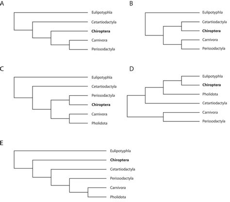 Examples of proposed phylogenetic placement of Chiroptera within the ...