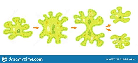 Amoeba Binary Fission Infographicreproduction Of Simplest Bacteria Formation Of Unicellular