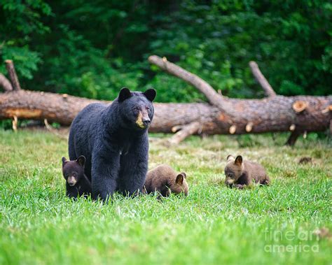 Protective Mama Bear