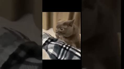 Cute Funny Cats Video 😅😸😸😸😅🥰🥰 ️😘funny Funnyshorts Animals Catlovers