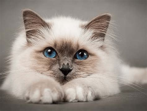 15 Jenis Kucing Terlucu Di Dunia Yang Harus Kamu Tahu