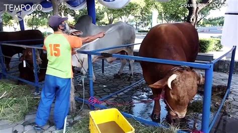 Sapi Kurban Presiden Jokowi Di Surabaya Berbobot 1 2 Ton Video