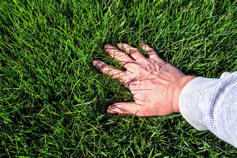 Managing Weeds And Pests In Rtf Tall Fescue Lawns In Australia