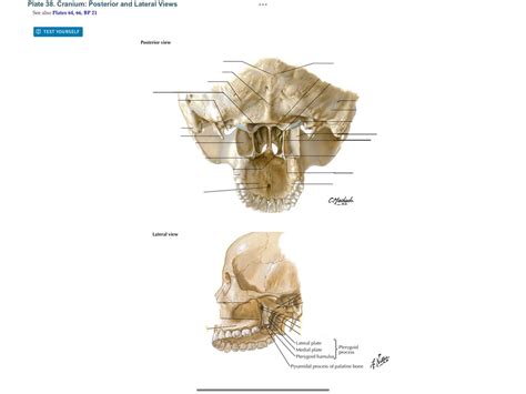 pterygoid fossa to cranial base Diagram | Quizlet