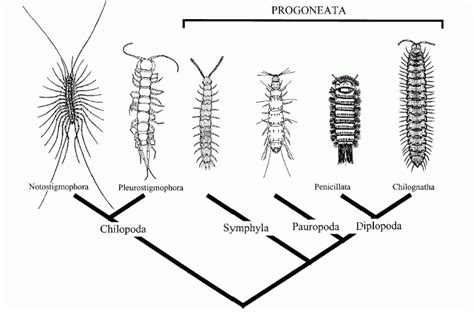 Myriapoda | BIOLOGIPEDIA